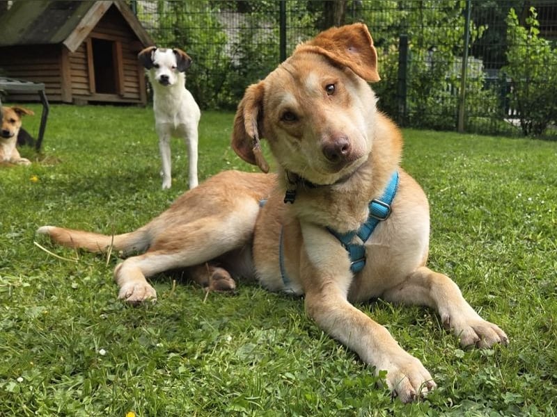 ♥GHANDI♥ neu auf Pflegestelle bei Köln - wunderbarer, ganz menschenbezogener Rüde 57 cm