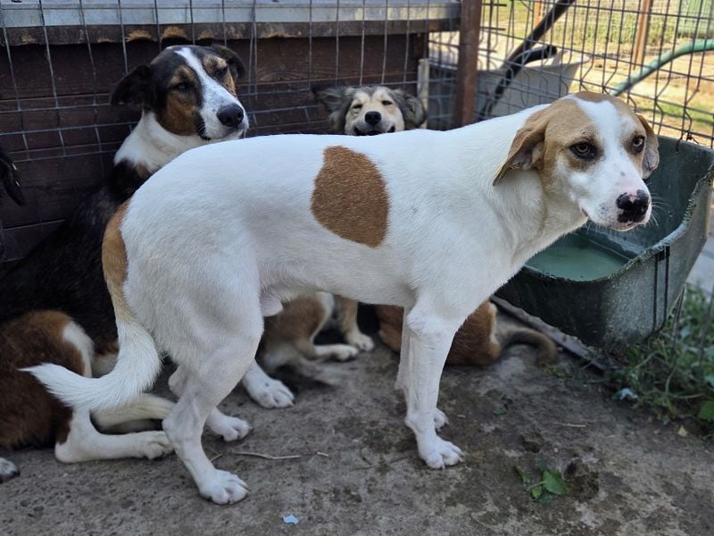 ♥MARIAN♥ hübscher, sehr menschenbezogener Rüde, der sicher ein toller Begleiter wird 55 cm