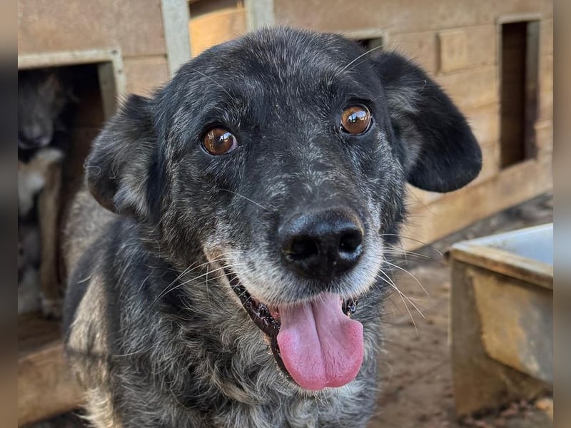 ♥JACKO♥ unglaublich lieber und menschenbezogener Senior, der schon 4 Jahre im Tierheim wartet 53 cm