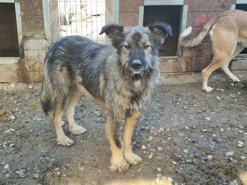 ♥VITO♥ sehr lieber, total süßer, noch etwas vorsichtiger Rüde, der sicher schnell auftaut 55 cm