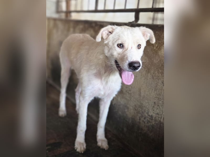 ♥MICHA♥ süßer, ganz sanfter, zurückhaltender, aber völlig erschöpfter und viel zu dünner Rüde 53 cm