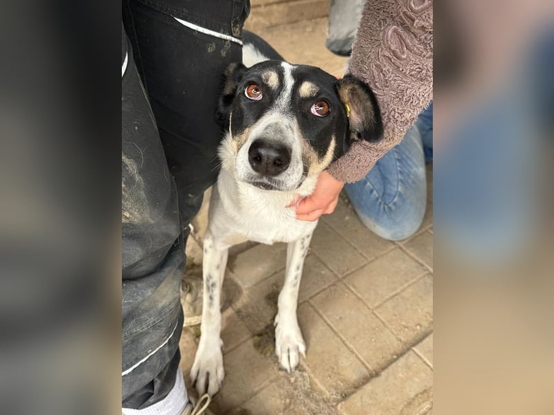 ♥AMANDA♥ süße, anhängliche, verschmuste und unkomplizierte Hündin 54 cm