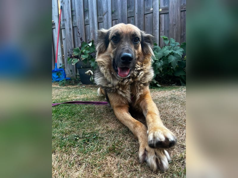 DIANA, coole Begleiterin, 4 Jahre, 55 cm, Pflegestelle Duisburg, Tierschutz Rumänien