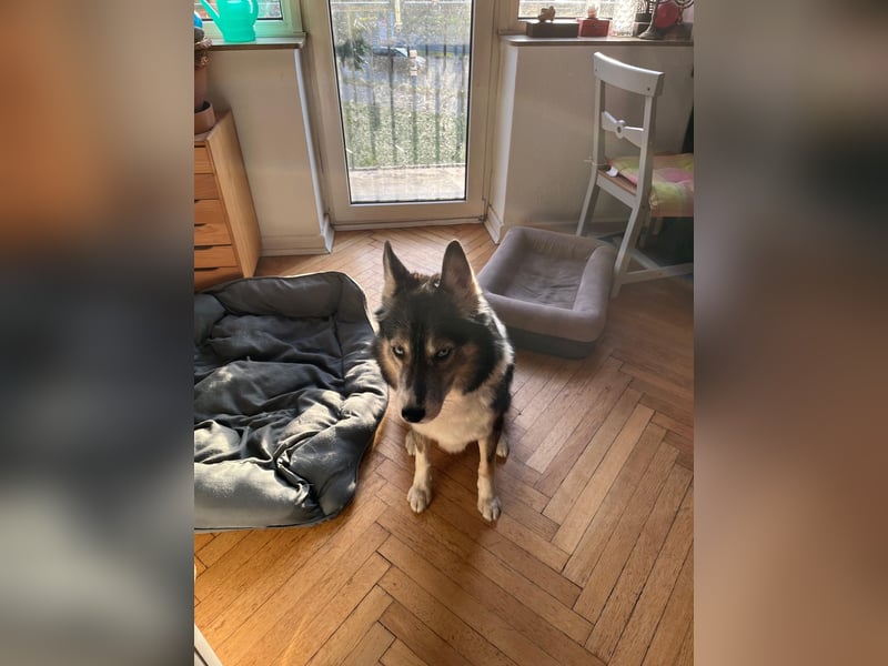 PUCKI, Husky-Border Collie-Mix, 7 Jahre, 60 cm, Pflegestelle Düsseldorf, Tierschutz
