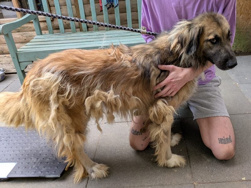 ♥TRUFFLES♥ neu auf Pflegestelle bei Köln - bildschöner, sehr menschenbezogener Herdenschutzrüde 58cm