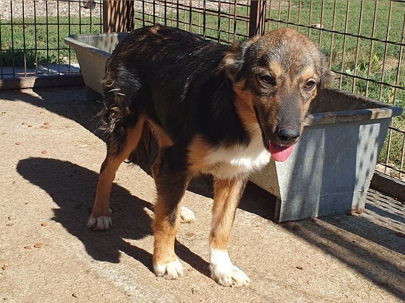 ♥MILO♥ entzückender, verschmuster, sportlicher Junghund; der ideale Familienhund - mittelgroß