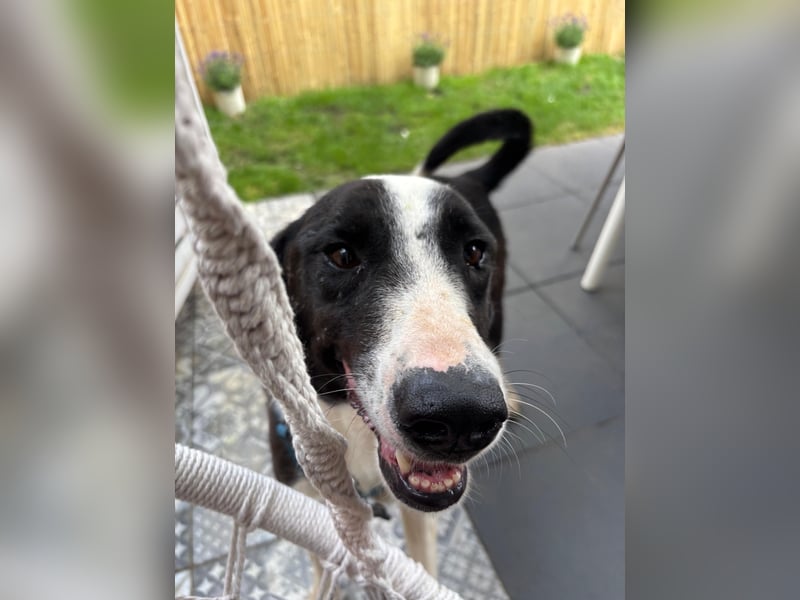 YAFFA, superliebe Spätzünderin, Pflegestelle Köln, 56 cm, 2,5 Jahre, Mischling, Tierschutz Rumänien