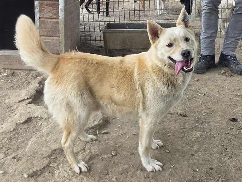 ♥TIMMY♥ wunderbarer, lieber netter Rüde, der uns Menschen richtig gern mag 51 cm