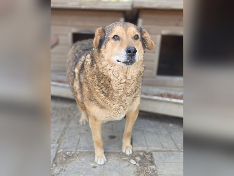 ♥BOSKO♥ verschmuster, bezaubernder, lockiger Rüde - eine echte Knutschkugel 51 cm