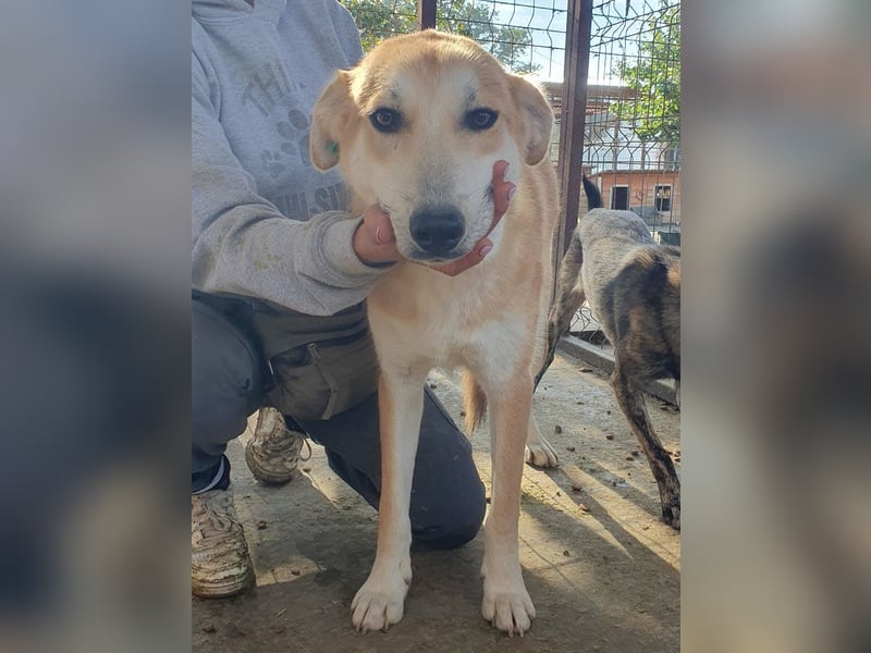 ♥RANDY♥ wunderschöner creme-weißer, anfangs noch zurückhaltender, ganz lieber Jungrüde 57 cm