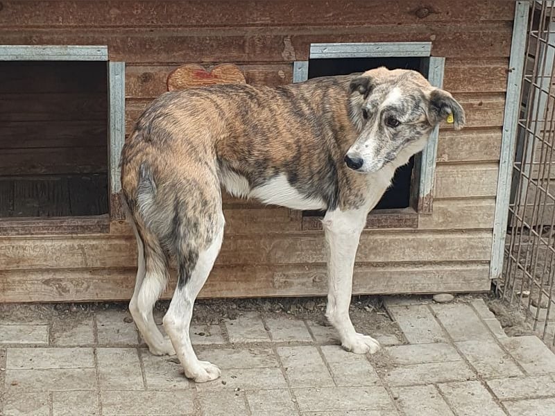 NOTFALL ♥MAJA♥ wunderschöne gestromte, ganz liebe Hündin, die gemobbt wird 60cm