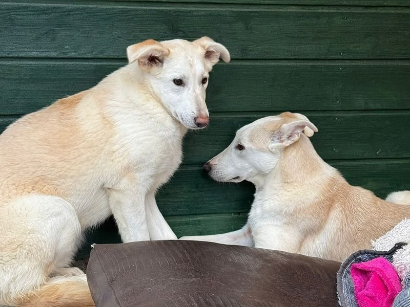 ♥SEPPI♥ neu auf Pflegestelle bei Köln - süßer, etwas zurückhaltender Junior 59 cm