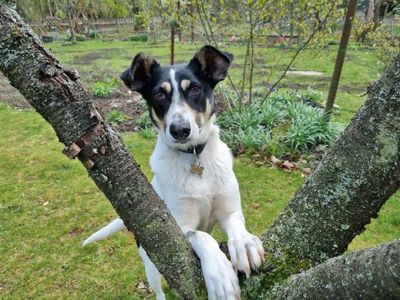 ♥AMANDA♥ auf Pflegestelle in Köln - süße, verschmuste, aktive Hündin 54 cm