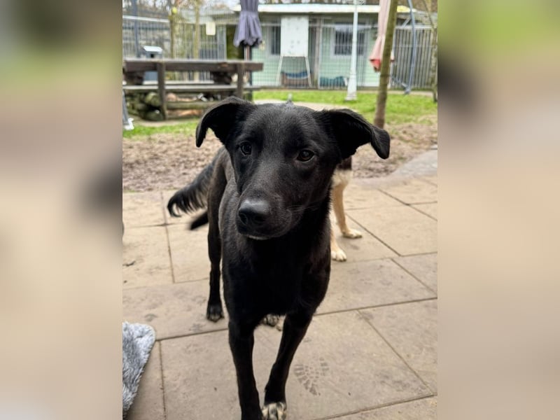 ♥LANA♥ neu auf Pflegestelle bei Köln - bewegungsfreudige, offene schwarze Schönheit 56cm