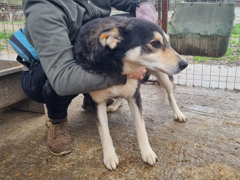♥EDANA♥ wunderschöne, tolle Hündin, die im Zwinger sehr eingeschüchtert wird 57 cm