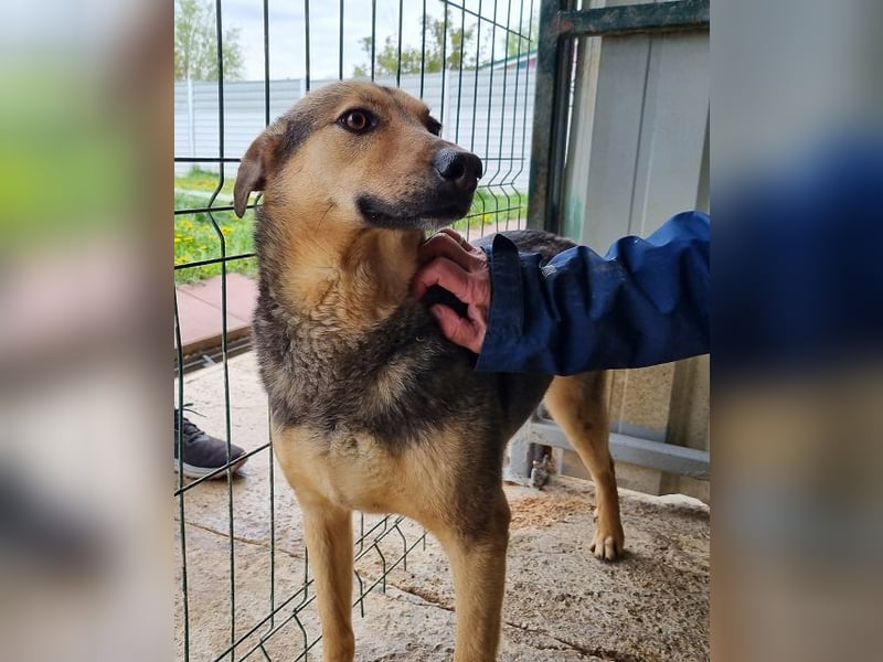 ♥BENJI♥ wunderbarer Rüde: verschmust, anhänglich, ganz lieb 52 cm