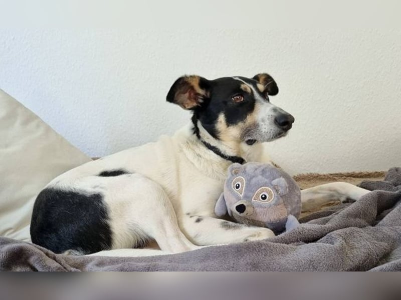 ♥AMANDA♥ auf Pflegestelle in Köln - süße, verschmuste, aktive Hündin 54 cm