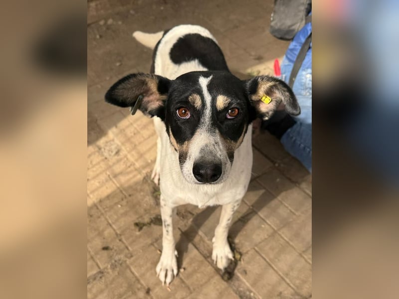 ♥AMANDA♥ süße, anhängliche, verschmuste und unkomplizierte Hündin 54 cm