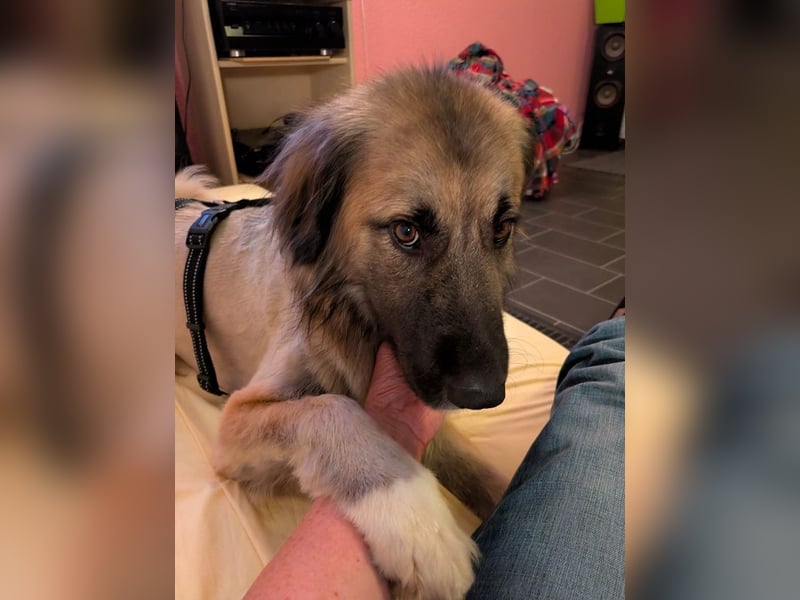 ♥TRUFFLES♥ neu auf Pflegestelle bei Köln - bildschöner, sehr menschenbezogener Herdenschutzrüde 58cm