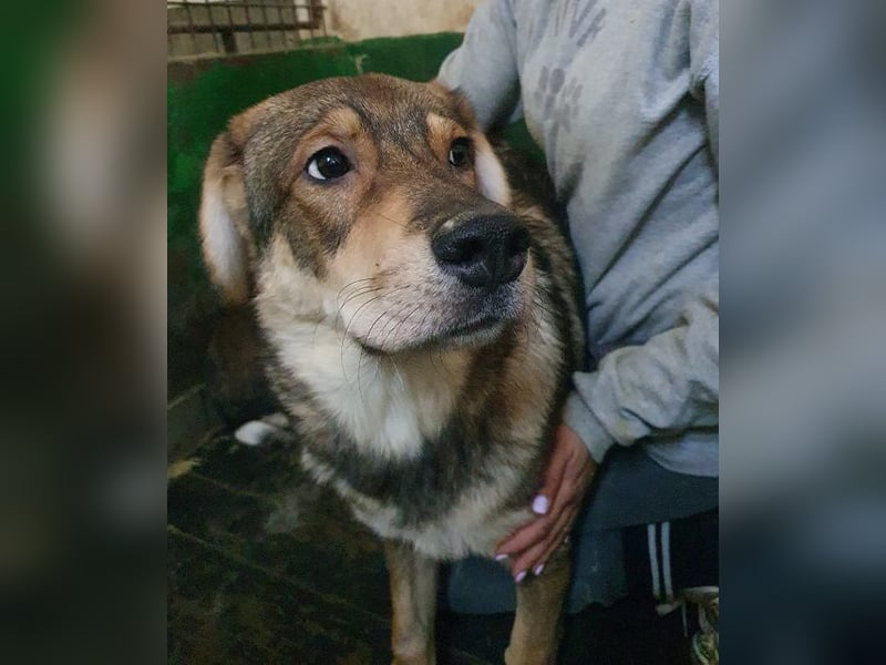 ♥MARLIN♥ ruhiger, lieber, vorsichtiger Rüde, der im Tierheim völlig überfordert ist 52 cm