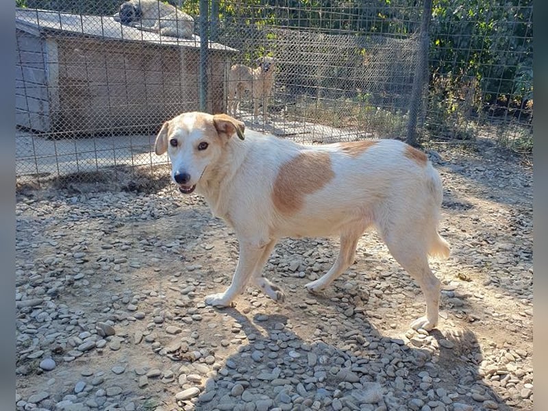 ♥CINDY♥ wunderschöne, neugierige Hündin, die noch unsicher im Umgang mit Menschen ist 54 cm