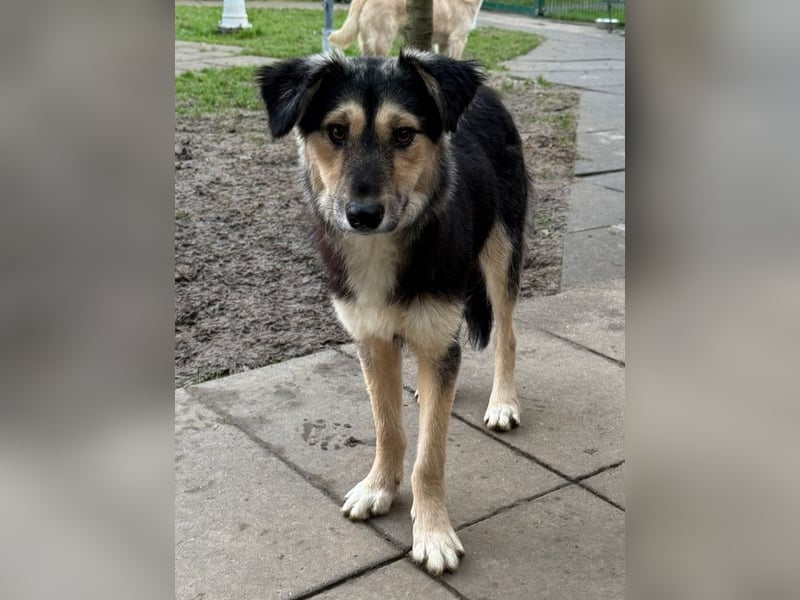 ♥ISABELLA♥ neu auf PS bei Köln - lebendige, kluge Schönheit mit ganz weichem Fell 51cm