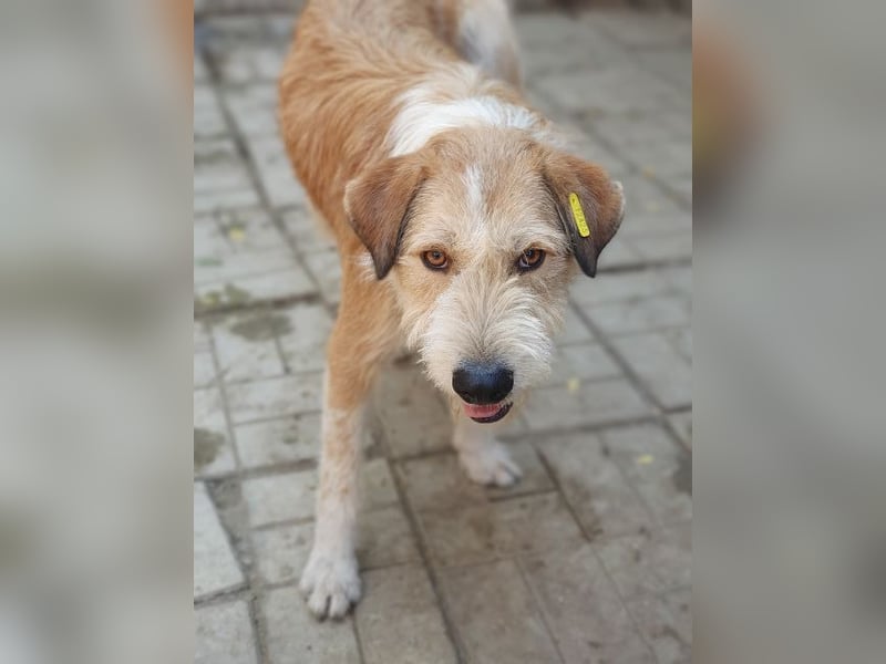 ♥CHAP♥ hübscher, ganz zutraulicher und neugieriger Gute-Laune-Hund 57 cm