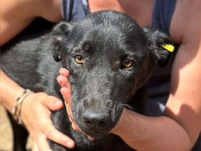 ♥MAYRA♥ verschmuste, äußerst menschenbezogene, wunderschöne zarte schwarze Hündin 53 cm