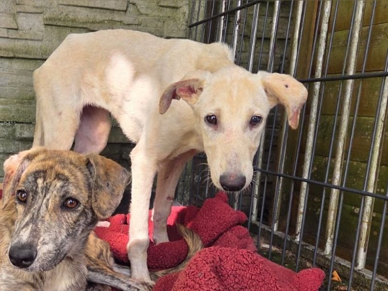♥NALA♥ am 11.Okt bei "Tiere suchen ein Zuhause" - süße, verschmuste, viel zu dünne Juniorin 53 cm