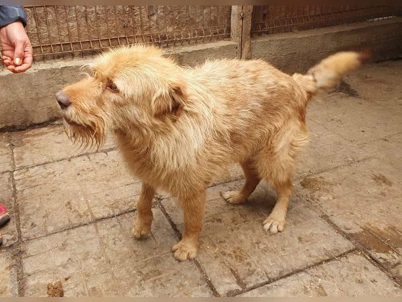 ♥FABRIZIO♥ sehr lieber, verschmuster, hübscher Rüde mit den bernsteinfarbenen Augen 59 cm