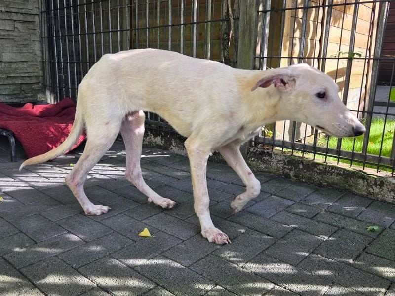♥NALA♥ am 11.Okt bei "Tiere suchen ein Zuhause" - süße, verschmuste, viel zu dünne Juniorin 53 cm