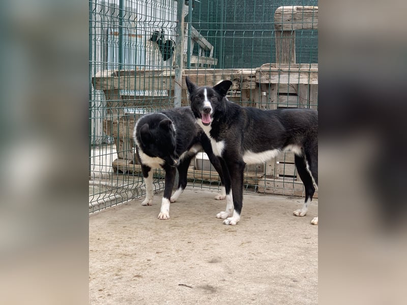 ⭐️CODI⭐️, Border Collie-Mischling, 8 Jahre, 54 cm, Mischling, Tierschutz Rumänien