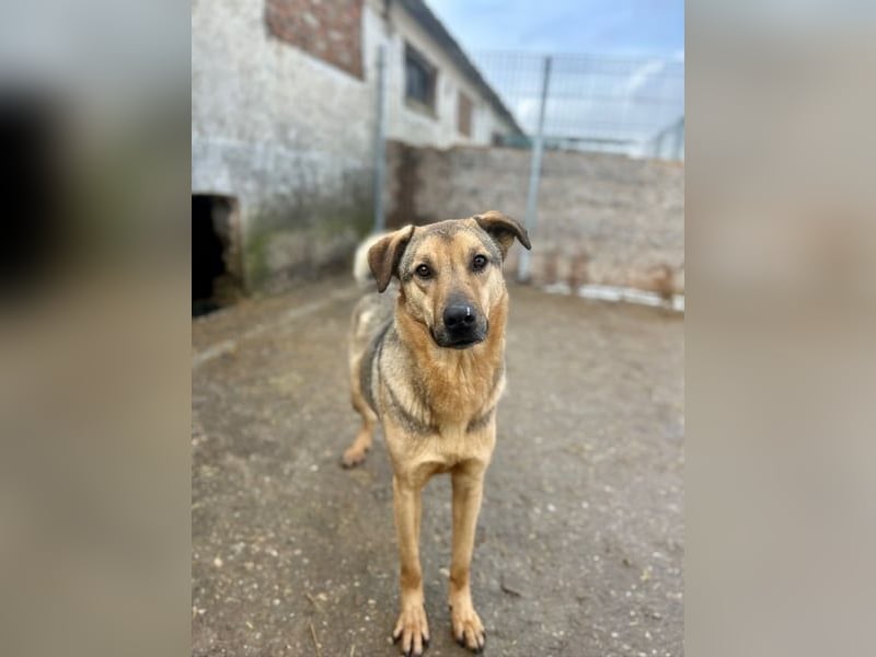 ⭐️WUTZL⭐️, Traumtyp, Rüde, 2,5 Jahre, 54 cm, Mischling, Tierschutz Rumänien
