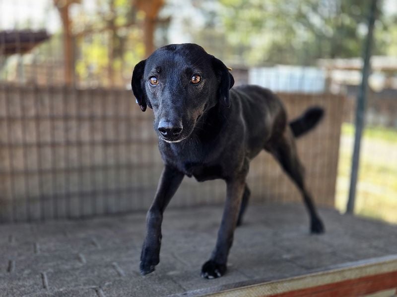 ♥DORINA♥ unglaubliche liebevolle, verschmuste Hündin, die die menschliche Nähe so vermisst 53 cm