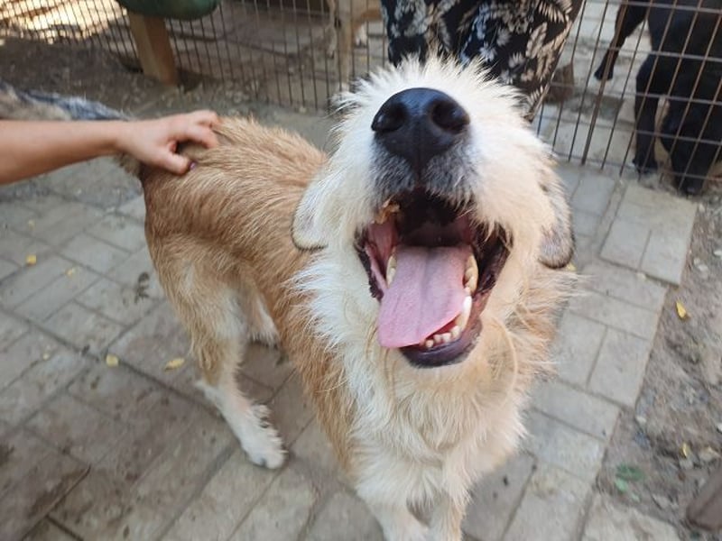 ♥CHAP♥ hübscher, ganz zutraulicher und neugieriger Gute-Laune-Hund 57 cm