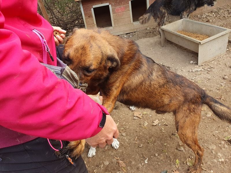 ♥AURELIAN♥ wunderschöner, sehr menschenbezogener, lebensfroher, sportlicher Rüde 56 cm