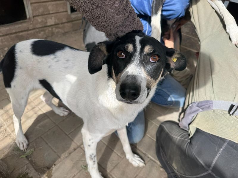 ♥AMANDA♥ süße, anhängliche, verschmuste und unkomplizierte Hündin 54 cm