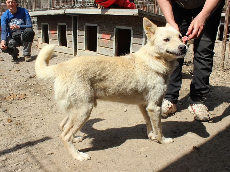 ♥TIMMY♥ wunderbarer, lieber netter Rüde, der uns Menschen richtig gern mag 51 cm