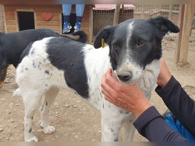 ♥ANGEL♥ so menschenbezogene, liebesbedürftige Hündin,die sich verzweifelt nach Zuneigung sehnt 46cm