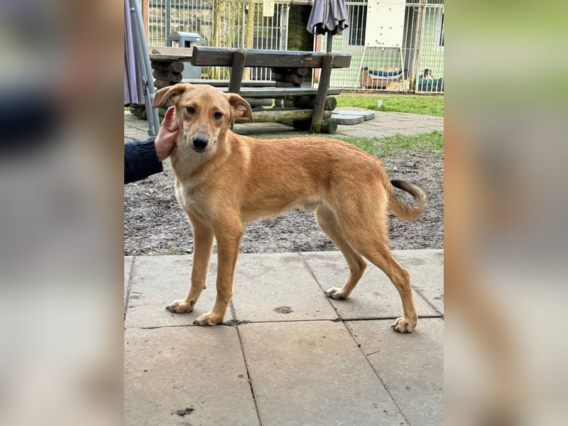 ♥GORBI♥ auf Pflegestelle bei Köln - aufgeschlossener, fröhlicher, anhänglicher Junior 52 cm