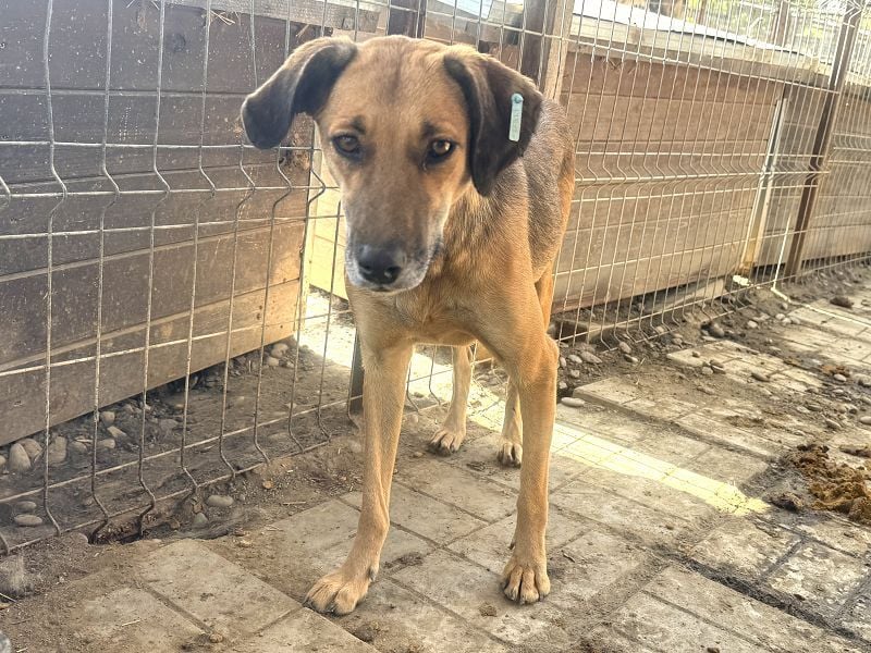 ♥NILA♥ wunderschöne Hündin, die fast ihr ganzes Leben im überfüllten Tierheim verbracht hat 57 cm