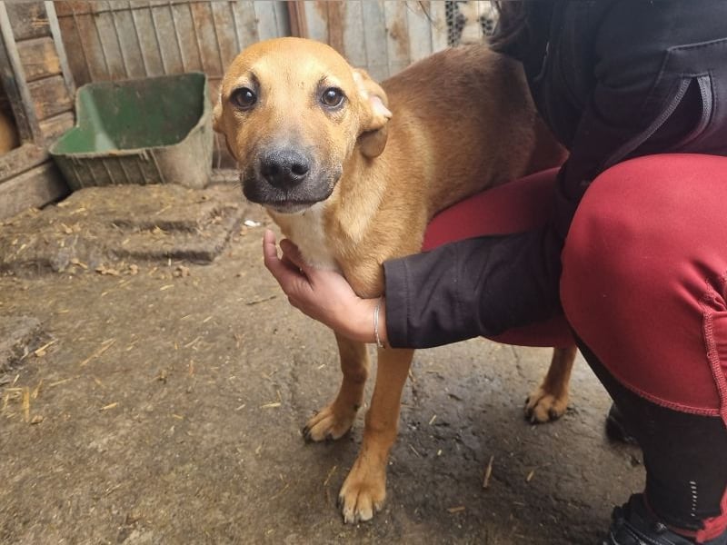 ♥KLAUSI♥ zuckersüßer, zarter, ganz lieber, verspielter Junghund - mittelgroß