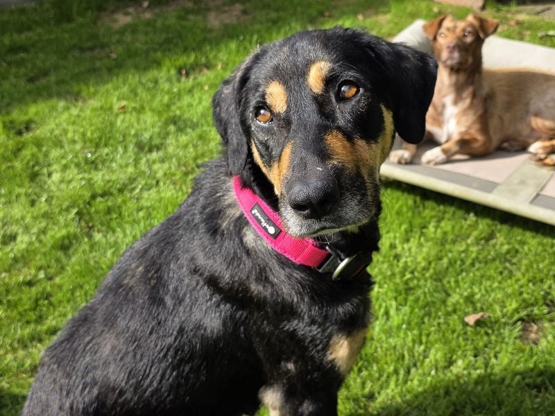 NOTFALL ♥STELLA♥ neu auf Pflegest bei Leverkusen -unglaublich menschenbezogene, zu dünne Hündin 60cm