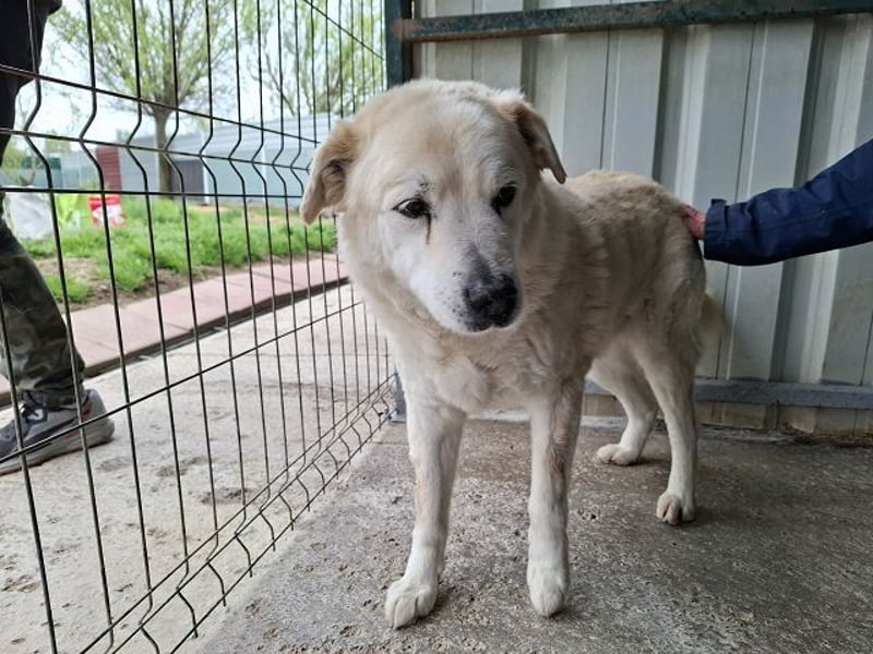 ♥FRANZ♥ ganz lieber, ruhiger, dankbarer Plüschhund, der ein Leben voller Entbehrungen hatte 52 cm