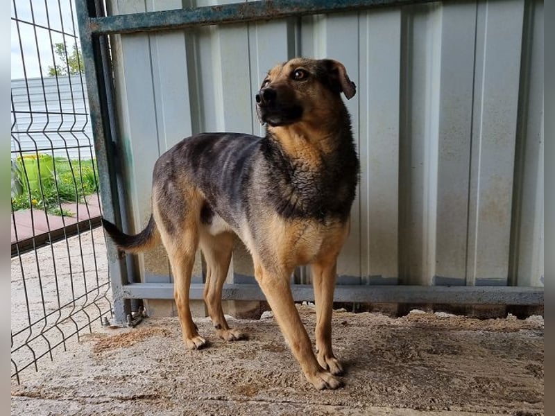 ♥BENJI♥ wunderbarer Rüde: verschmust, anhänglich, ganz lieb 52 cm