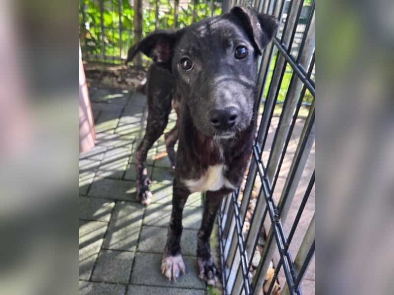 ♥NINA♥ neu auf Pflegestelle bei Köln - ganz liebe, aufgeschlossene, zu dünne Juniorin 55 cm