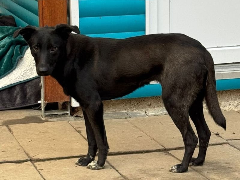 ♥LANA♥ neu auf Pflegestelle bei Köln - bewegungsfreudige, offene schwarze Schönheit 56cm