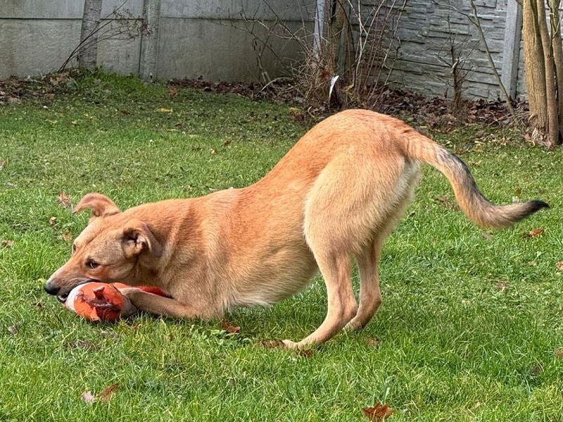 ♥GORBI♥ auf Pflegestelle bei Köln - aufgeschlossener, fröhlicher, anhänglicher Junior 52 cm