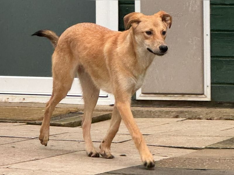 ♥GORBI♥ auf Pflegestelle bei Köln - aufgeschlossener, fröhlicher, anhänglicher Junior 52 cm