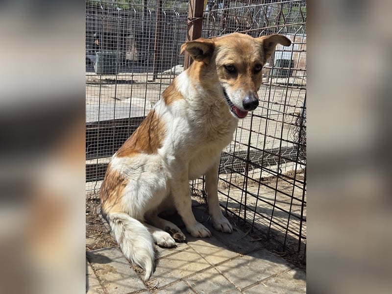 ♥SALINA♥ hübsche, so liebenswerte, sensible Hündin, die unglaubliche 5 Jahre im Tierheim wartet 56cm